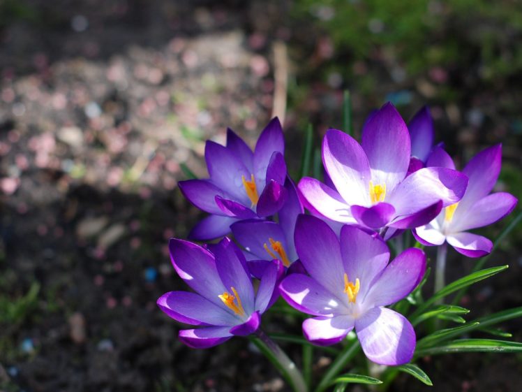 nature, Flowers, Spring, Crocus HD Wallpaper Desktop Background