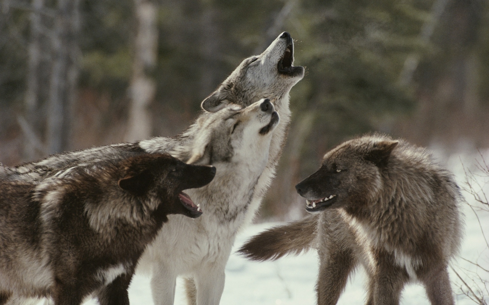 animals, Wolves, Wolf, Trees, Forest, Wildlife, Predator, Winter, Snow, Howl, Muzzle, Fangs, Mood, Emotion, Fur Wallpaper