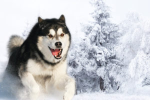 husky, Eskimo, Animals, Dogs, Fur, Fangs, Run, Motion, Landscapes, Predator, Wildlife, Trees, Forests, Winter, Snow, Seasons, Face, Eyes, Fur