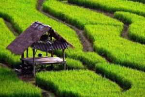 houses, Paddy, Fields