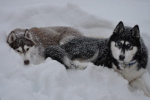 husky, Animals, Dogs, Canines, Fur, Face, Eyes, Stare, Look, Cold, Freezing, Winter, Snow, Seasons