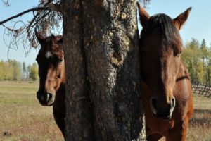 animals, Horses, Face, Eyes, Trees, Farm, Fields, Pasture, Fence, Sky, Bark, Branches, Limbs, Twigs, Nature, Farm