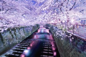 japan, Asian, Oriental, Canal, Water, Waterway, Waterfalls, Reflection, Color, Trees, Blossoms, Flowers, Night, Lights, Soft, Garden, Path, Sidewalk, Buildings, Purple, Shine, Photography, Hdr, Fence, Leaves