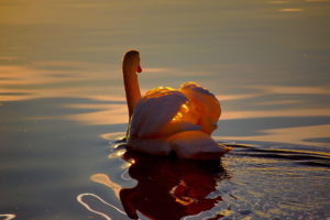 swans, Animals, Birds, Feathers, Lakes, Ponds, Water, Ripple, Reflection, Shine, Sunlight, Wings, Wildlife