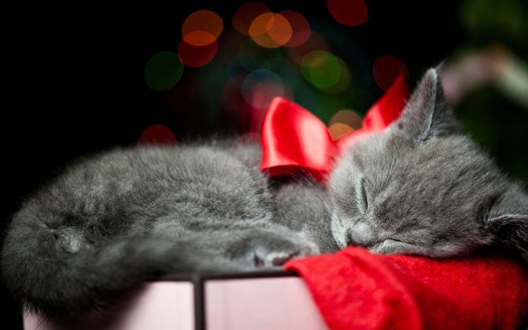 holidays, Christmas, Bow, Red, Animals, Cats, Kittens, Whiskers, Sleep, Cute HD Wallpaper Desktop Background