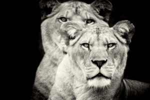 lions, Animals, Cats, Monochrome, Black, White, Face, Eyes, Whiskers, Wildlife, Predator