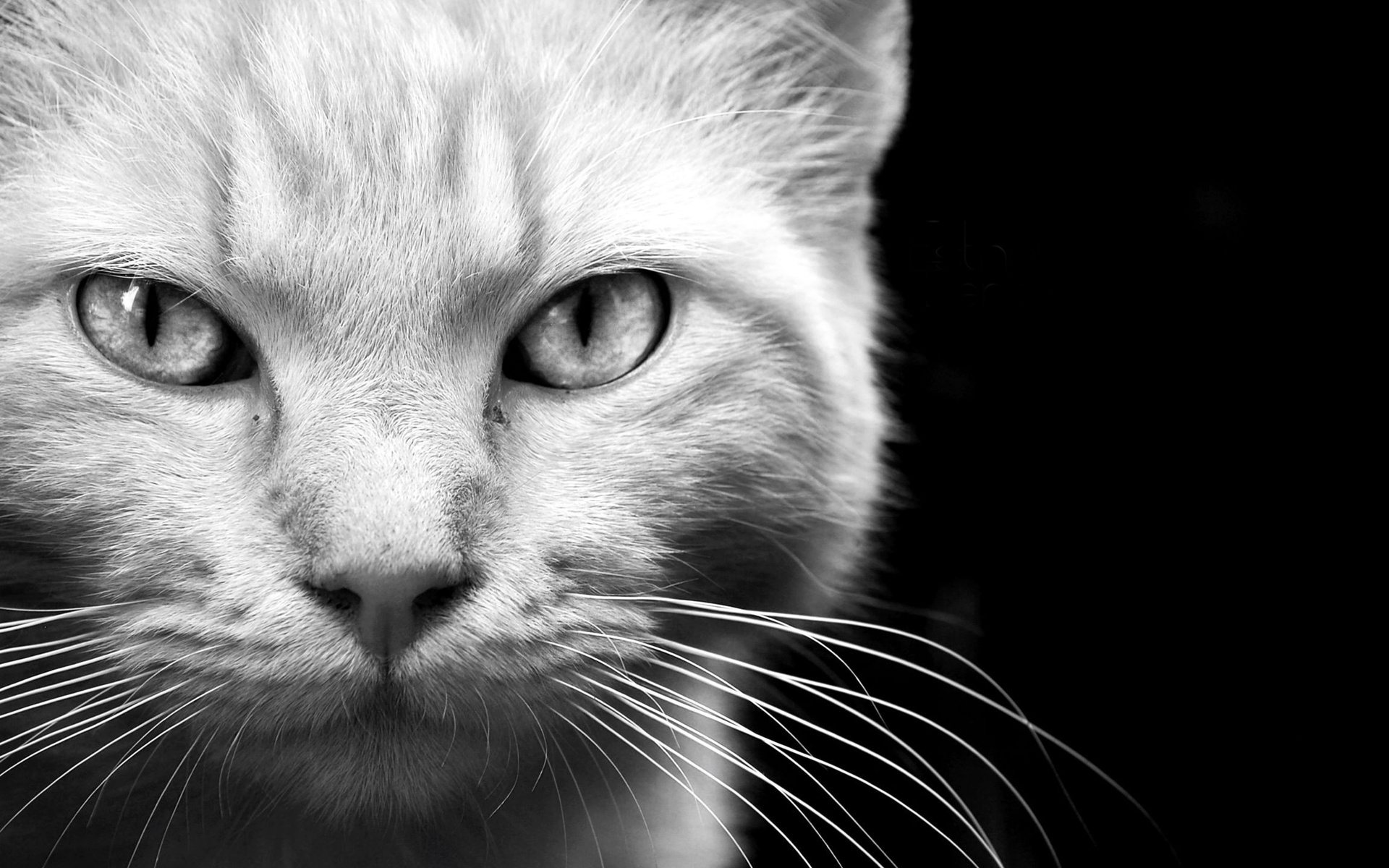 animals, Cats, Felines, Face, Eyes, Whiskers, Fur, Black, White, Monochrome Wallpaper