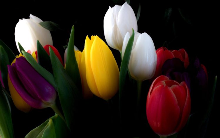 nature, Flowers, Tulips, Black, Background HD Wallpaper Desktop Background