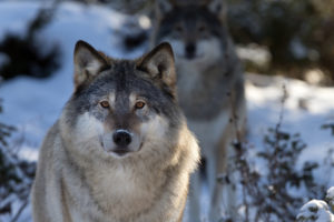 wolves, Wolf, Animals, Dogs, Nature, Wildlife, Predator, Fur, Whiskers, Eyes, Stare, Pack, Plants, Trees, Forest, Winter, Snow, Seasons