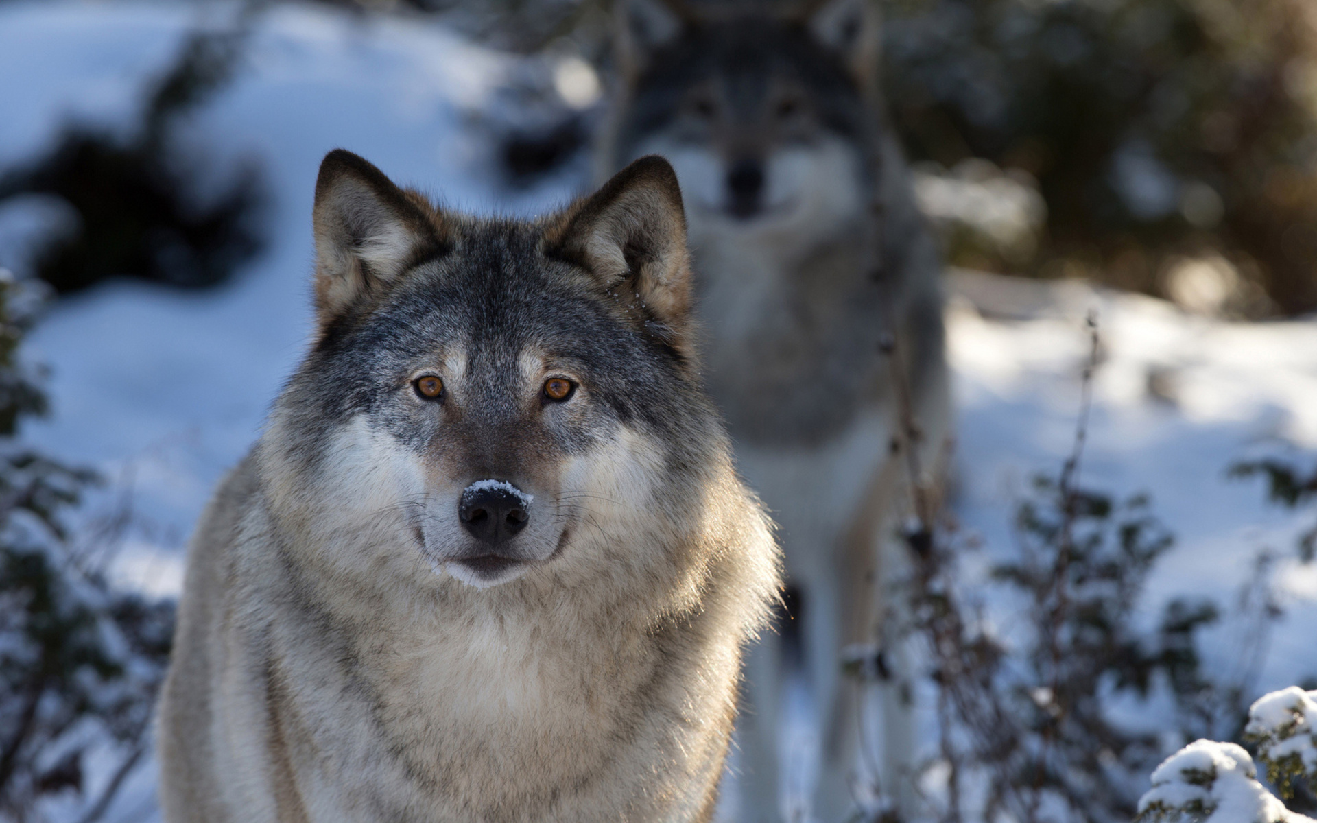wolves, Wolf, Animals, Dogs, Nature, Wildlife, Predator, Fur, Whiskers