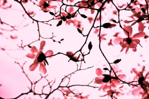 flowers, Pink, Monochrome
