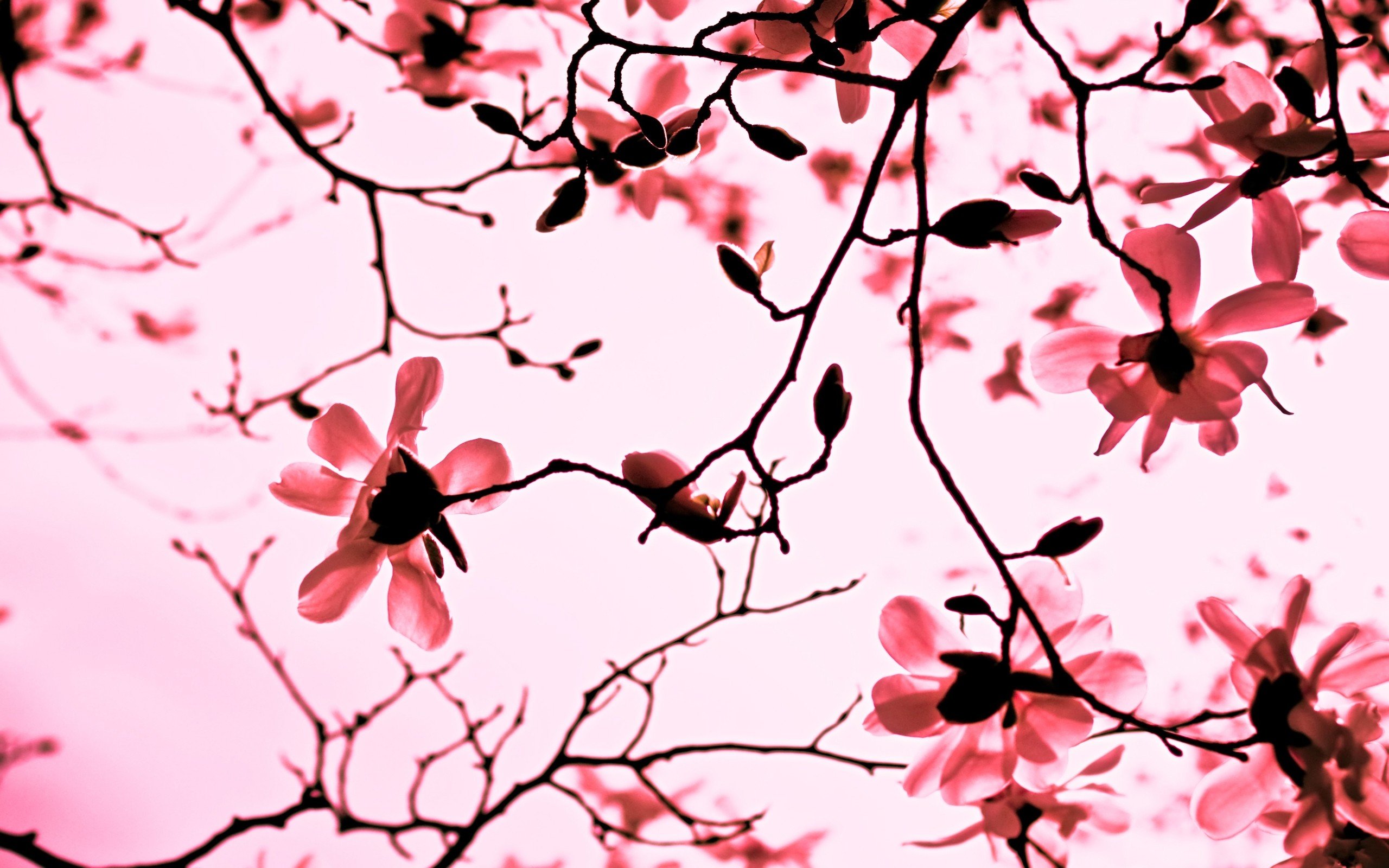 flowers, Pink, Monochrome Wallpaper