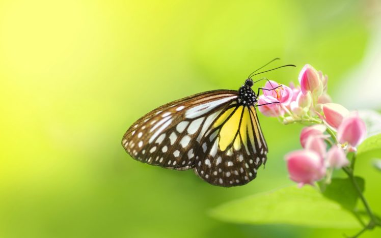 nature, Flowers, Insects, Macro, Depth, Of, Field, Butterflies HD Wallpaper Desktop Background