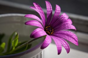 superb, Purple, Flower