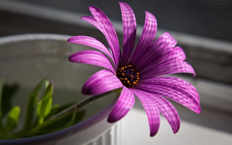 superb, Purple, Flower HD Wallpaper Desktop Background