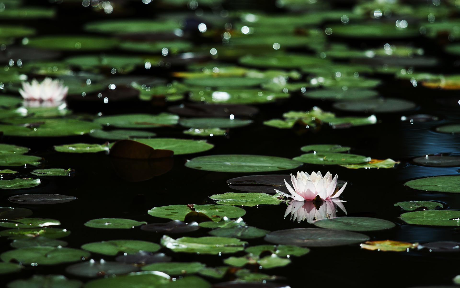 flowers, Lily, Lilies, Foliage, Bokeh, Pond, Lakes, Nature, Petals, Plants, Pads, Water, Reflection, Macro, Sparkle, Sunlight Wallpaper