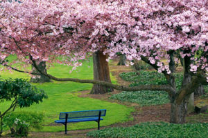 nature, Landscapes, Trees, Flowers, Blossoms, Park, Garden, Grass, Spring, Seasons, Bench, Plants, Color, Sunlight