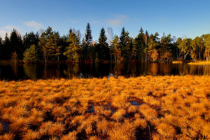 nature, Landscapes, Fields, Marsh, Wet, Tundra, Gold, Plants, Grass, Lakes, Rivers, Refection, Trees, Forest, Sky, Color, Autumn, Fall, Seasons, Leaves