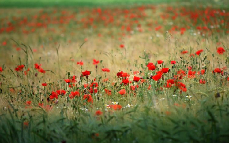 nature, Flowers, Fields, Poppy HD Wallpaper Desktop Background