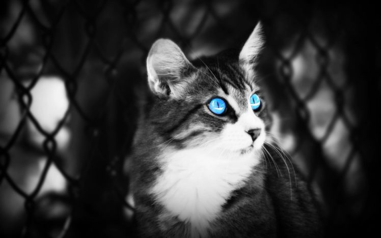 black, White, Cats, Blue, Eyes, Animals, Depth, Of, Field, Selective, Coloring, Pets HD Wallpaper Desktop Background