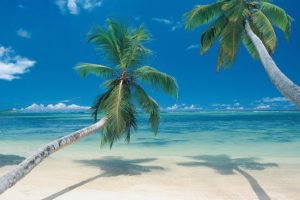 palm, Trees, Beaches