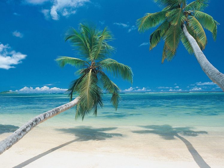 palm, Trees, Beaches HD Wallpaper Desktop Background