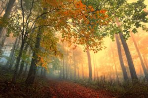 nature, Landscapes, Trees, Forest, Leaves, Path, Roads, Color, Autumn, Fall, Seasons, Sunlight, Light, Fog, Haze, Mist, Vapor, Scenic
