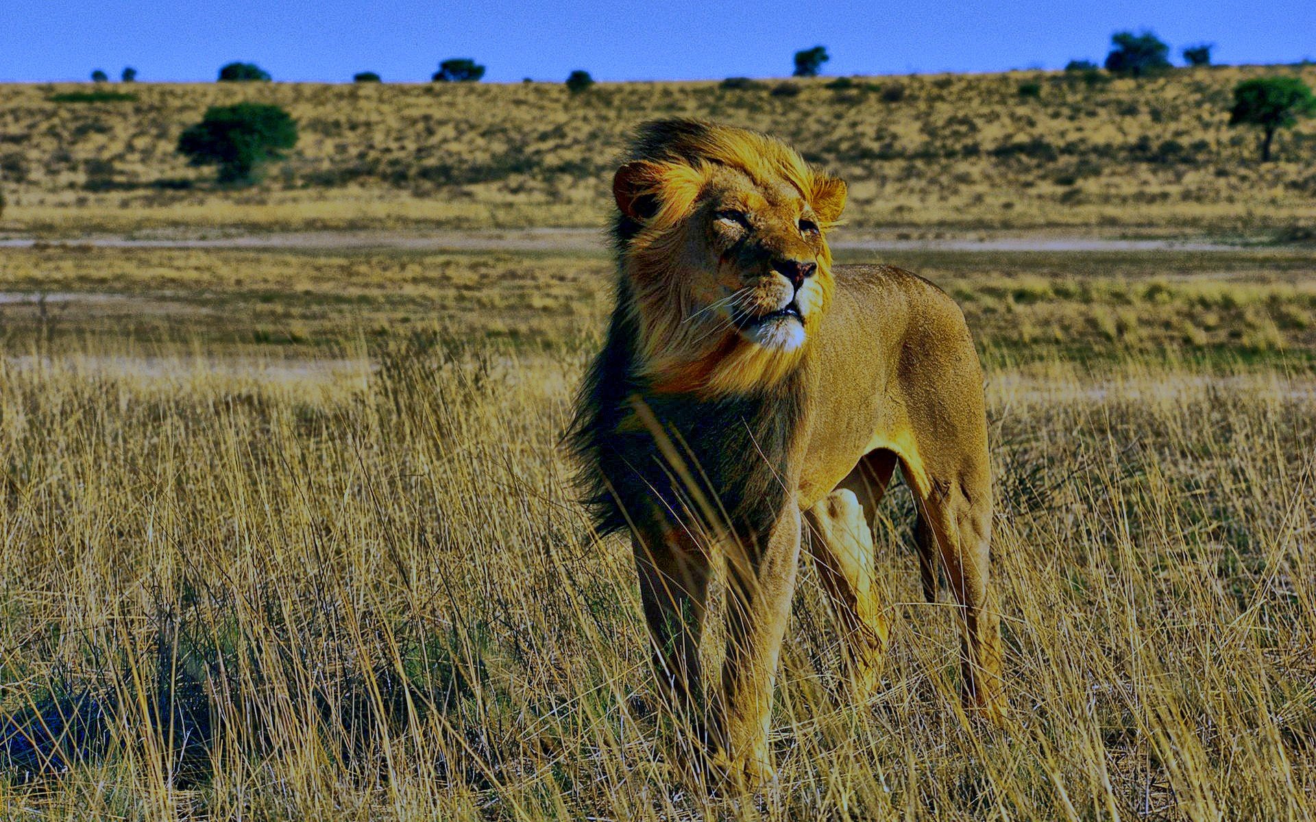 animals, Lions Wallpaper