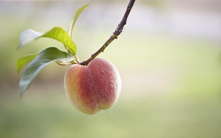 fruits, Leaves, Peaches HD Wallpaper Desktop Background