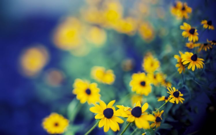 nature, Flowers, Bokeh, Depth, Of, Field, Yellow, Flowers Wallpapers HD /  Desktop and Mobile Backgrounds