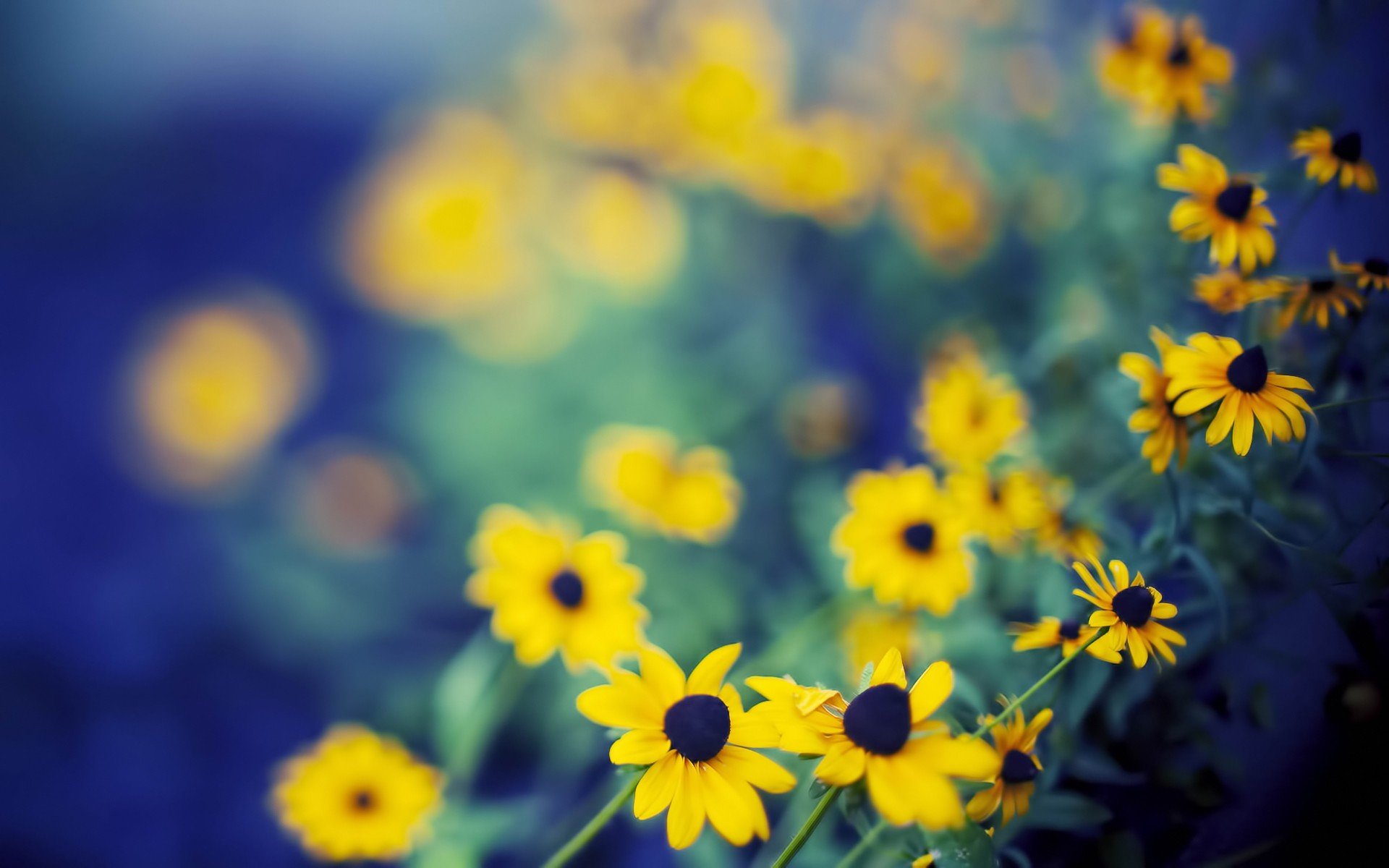 nature, Flowers, Bokeh, Depth, Of, Field, Yellow, Flowers Wallpaper
