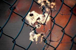flowers, Fences, Macro, Depth, Of, Field, Chain, Link, Fence