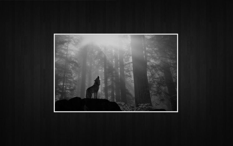 wolves HD Wallpaper Desktop Background