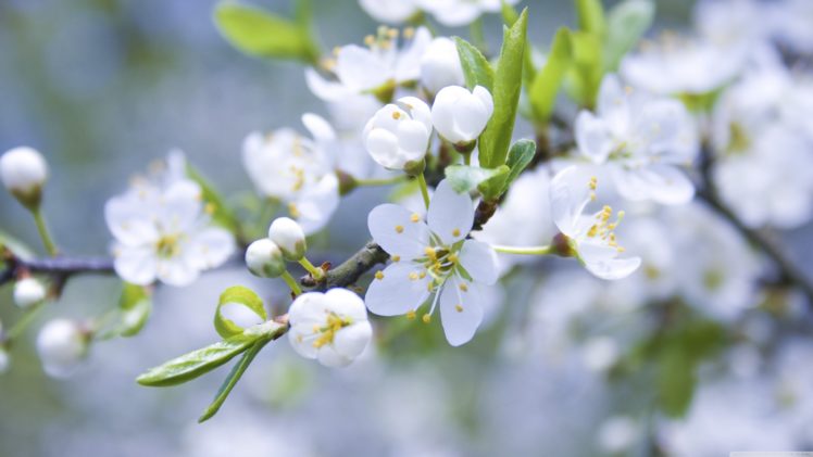 white, Flowers, Spring, Blossoms, Macro HD Wallpaper Desktop Background