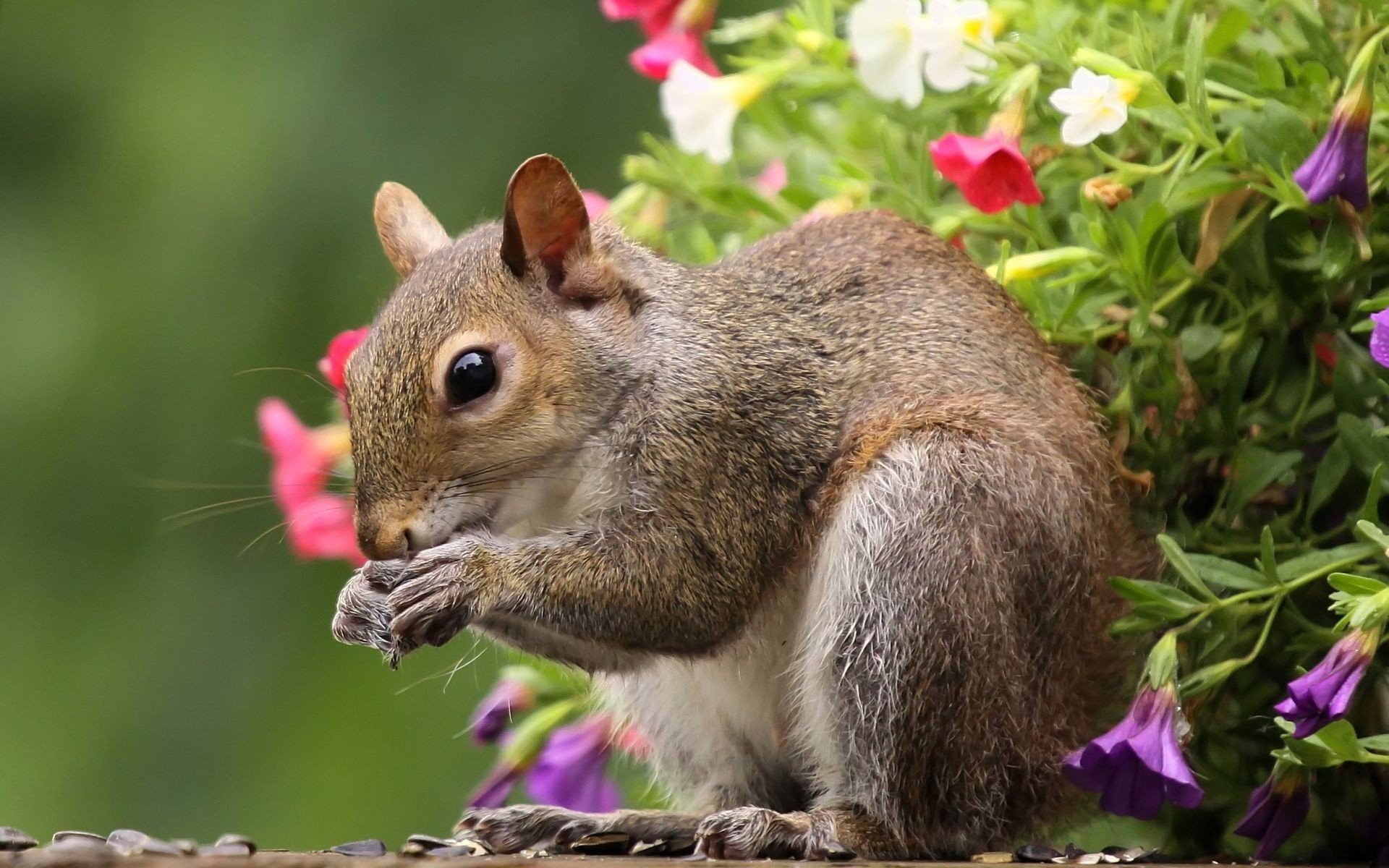 animals, Squirrels Wallpaper