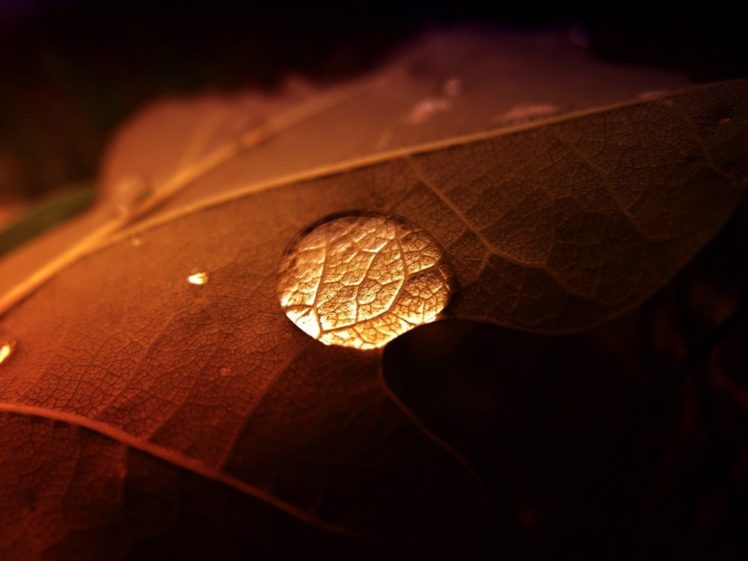 leaves, Water, Drops, Macro, Depth, Of, Field HD Wallpaper Desktop Background