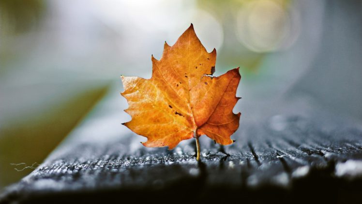 water, Nature, Autumn, Leaves, Bench, Macro HD Wallpaper Desktop Background