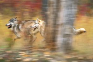 nature, Blurred, Wolves