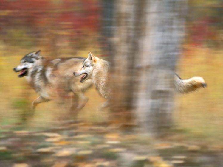 nature, Blurred, Wolves HD Wallpaper Desktop Background