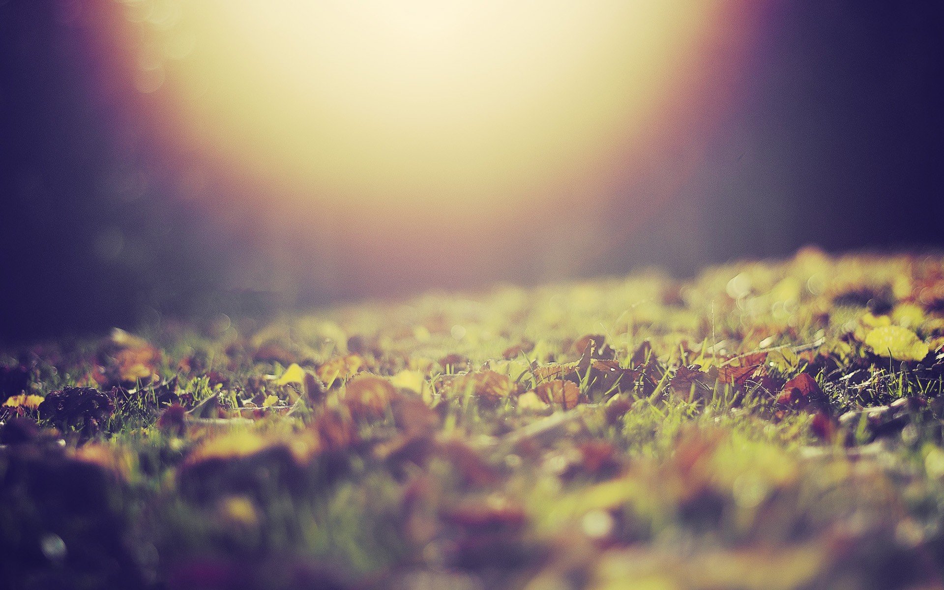 nature, Leaves, Grass, Sunlight, Macro, Depth, Of, Field, Ground, Fallen, Leaves Wallpaper
