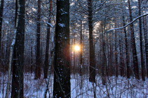 nature, Landscapes, Trees, Forests, Winter, Snow, Seasons, Sun, Sunlight, Sunrise, Sunset, Cold