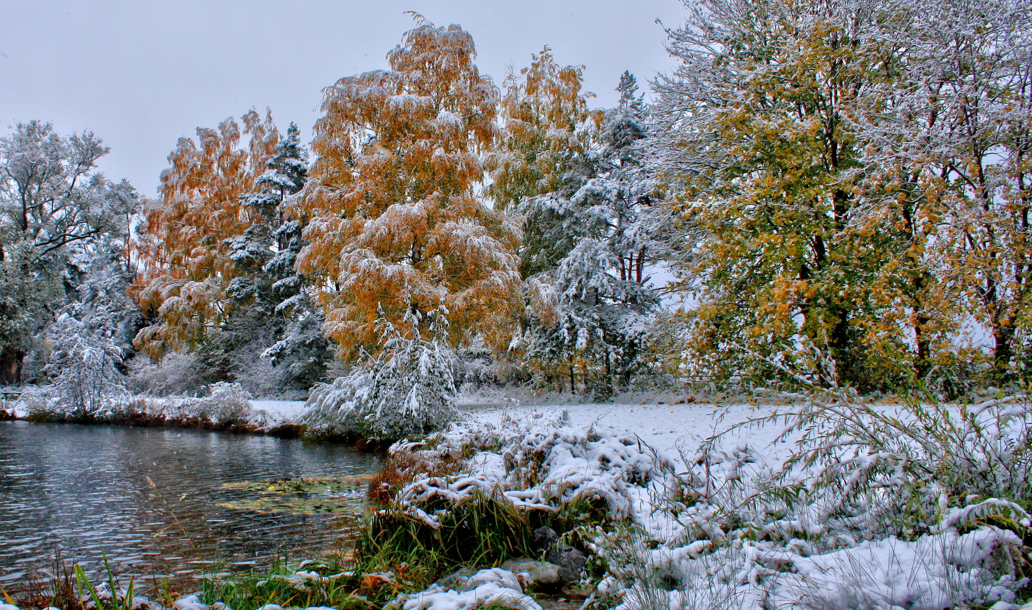 nature, Landscapes, Trees, Forests, Autumn, Fall, Seasons, Winter, Snow, Frost, Shore, Lakes, Grass, Leaves, Cold Wallpaper