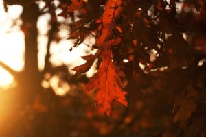 close up, Nature, Autumn, Leaves, Macro, Blurred