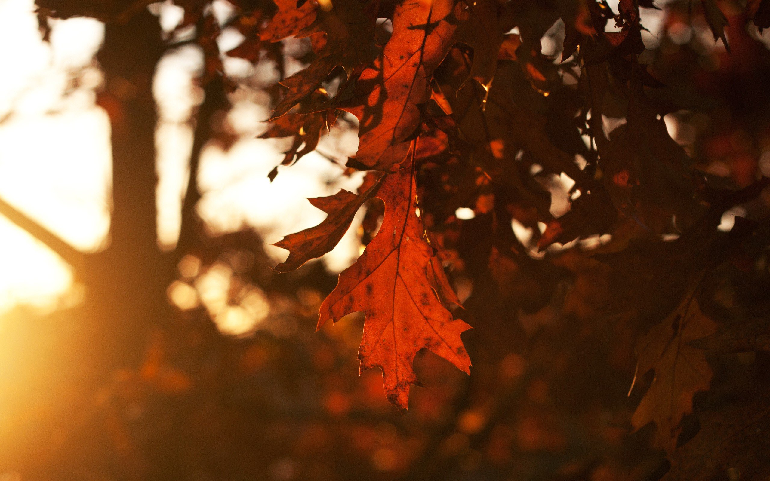 close up, Nature, Autumn, Leaves, Macro, Blurred Wallpaper