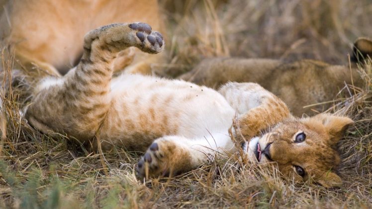 animals, Mara, Cubs, African, Lions, Kenya HD Wallpaper Desktop Background