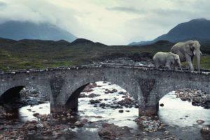 animals, Bridges, Elephants, Rivers, Isle, Of, Skye, Baby, Elephant, Baby, Animals