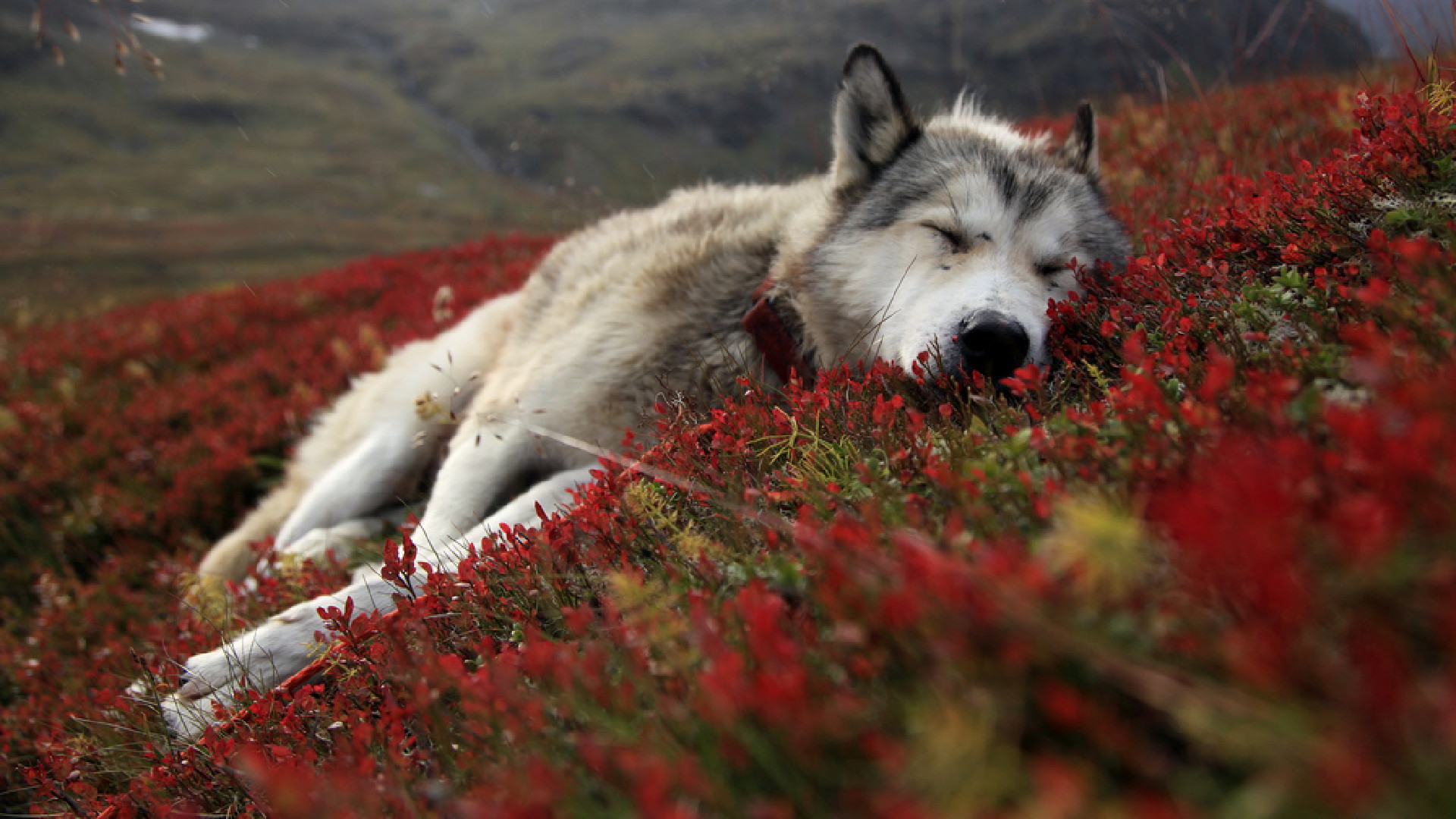animals, Wolf, Wolves, Canines, Fur, Sleep, Rest, Prone, Face, Wildlife, Life, Predator, Nature, Landscapes, Artic, Tundra, Plants, Flowers, Hills, Mountains Wallpaper