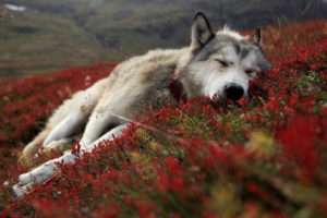 animals, Wolf, Wolves, Canines, Fur, Sleep, Rest, Prone, Face, Wildlife, Life, Predator, Nature, Landscapes, Artic, Tundra, Plants, Flowers, Hills, Mountains