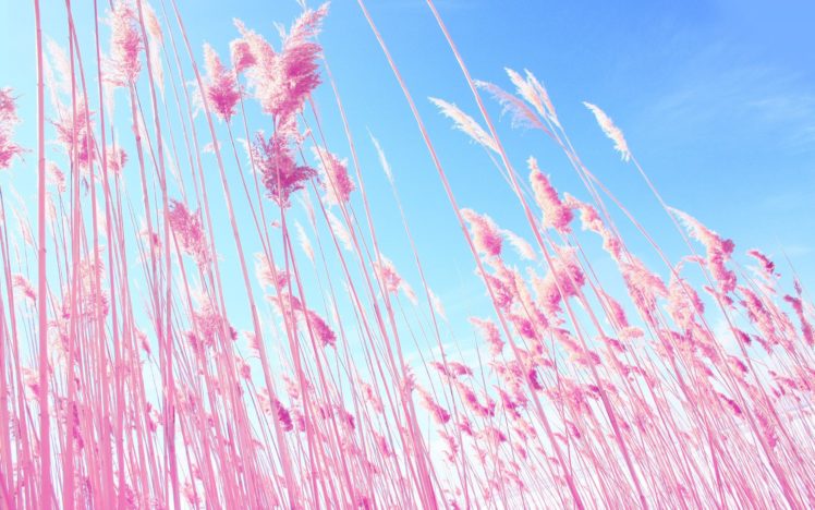 nature, Pink, Grass, Plants, Macro, Dreamy HD Wallpaper Desktop Background