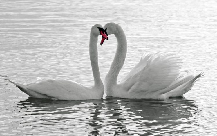 animals, Birds, Swans, Lakes, Pond, Water, Reflection, Love, Romance, Emotion, Feathers, Wildlife HD Wallpaper Desktop Background